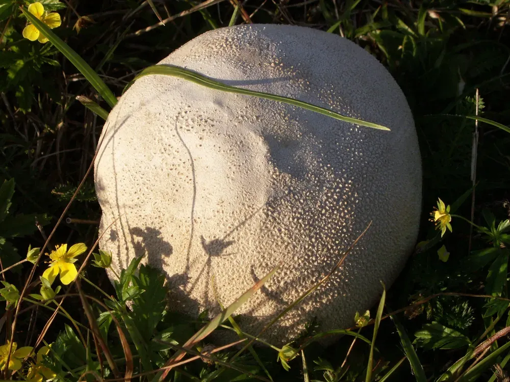 Дощовик луговий (Lycoperdon pratense)