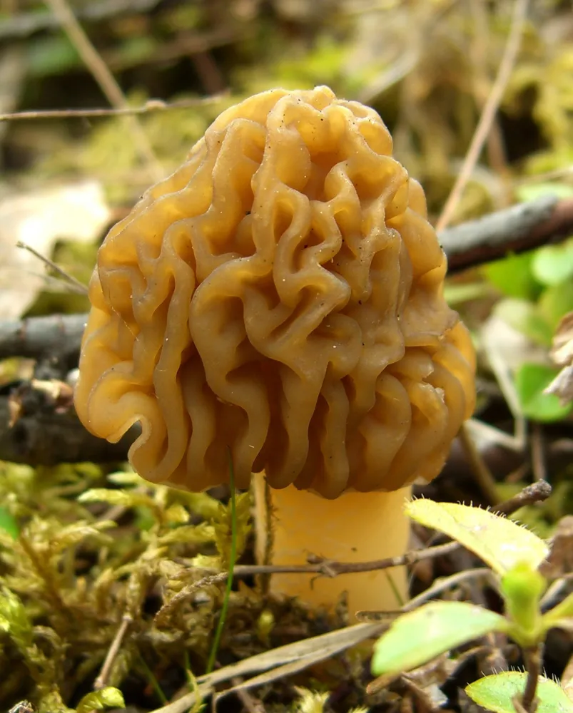 Зморшкова шапинка (Verpa bohemica)