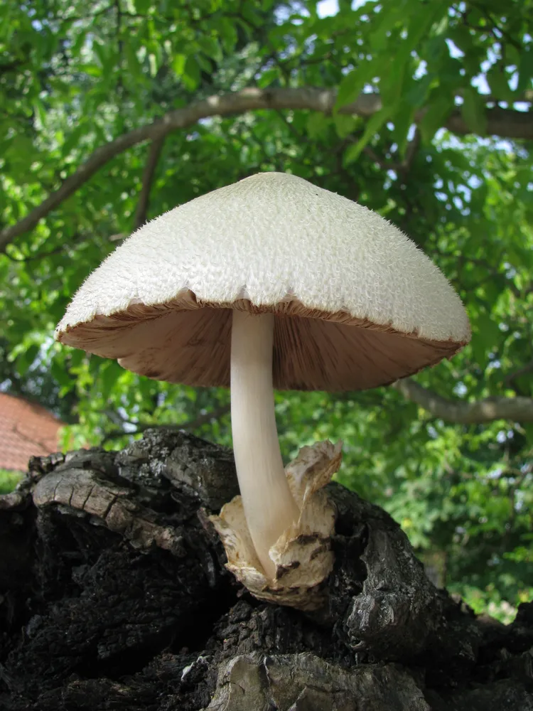 Вольваріелла шовковиста (Volvariella bombycina)