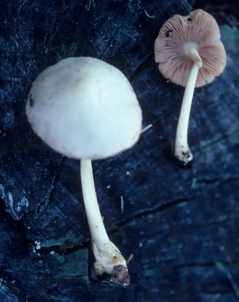 Вольваріелла хвойна (Volvariella hypopithys)