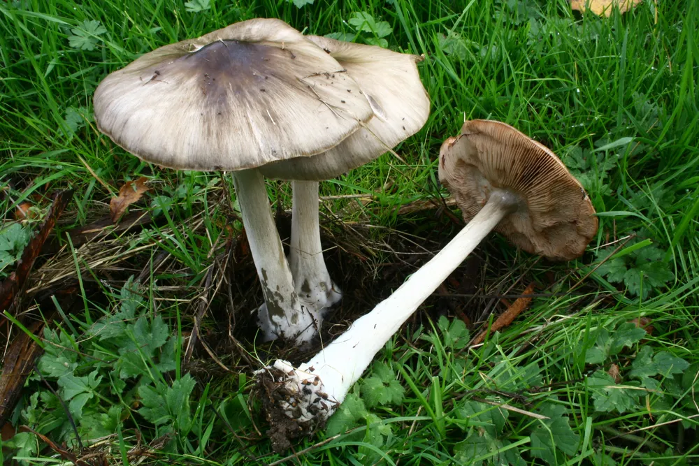 Вольваріелла гарна (Volvopluteus gloiocephalus)