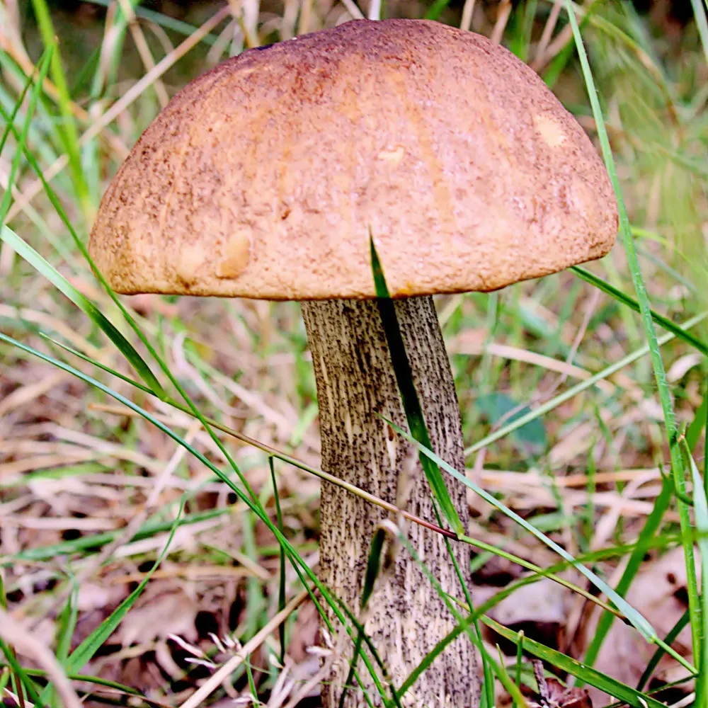 Підосиновик дубовий (Leccinum quercinum)