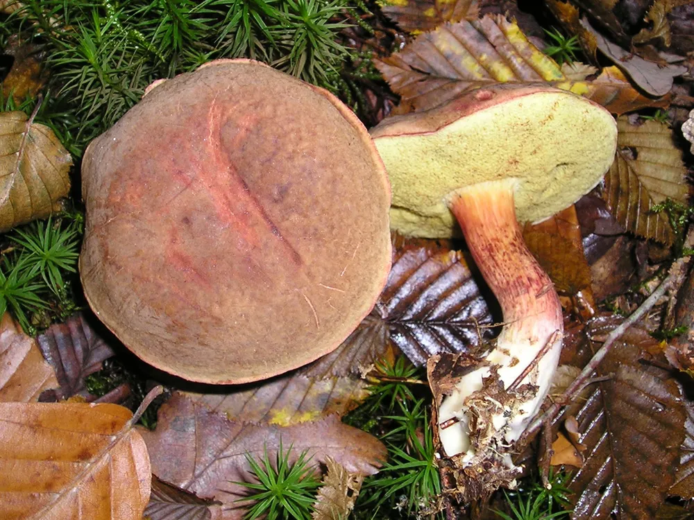 Моховик оксамитовий (Boletus pruinatus)