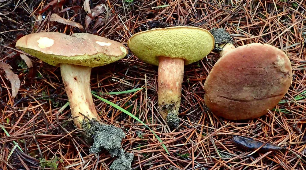 Моховик каштановий (Xerocomus ferrugineus)