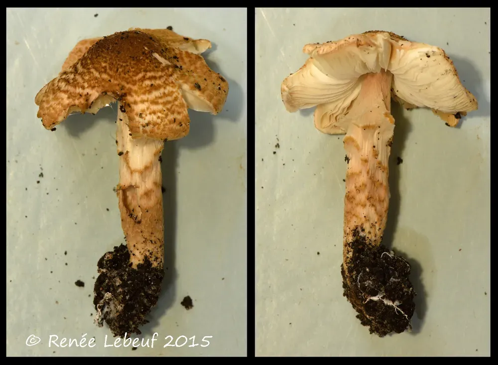 Лепіота отруйна (Lepiota helveola)
